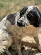 NEAH, Hund, Kokoni-Setter-Mischling in Griechenland - Bild 5