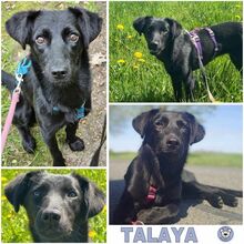 TALAYA, Hund, Mischlingshund in Ribnitz-Damgarten - Bild 1