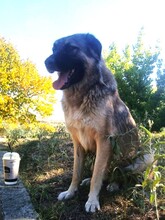 NOUNOU, Hund, Herdenschutzhund-Mix in Griechenland - Bild 2