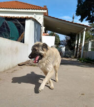 NOUNOU, Hund, Herdenschutzhund-Mix in Griechenland - Bild 6