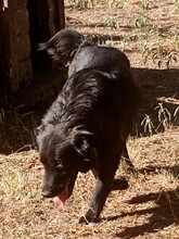 FETA, Hund, Herdenschutzhund-Mix in Griechenland - Bild 2