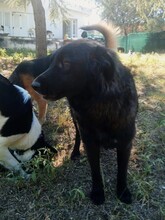 FETA, Hund, Herdenschutzhund-Mix in Griechenland - Bild 3