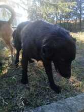 FETA, Hund, Herdenschutzhund-Mix in Griechenland - Bild 4