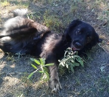 FETA, Hund, Herdenschutzhund-Mix in Griechenland - Bild 6