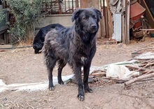 MANU, Hund, Herdenschutzhund-Mix in Griechenland - Bild 1