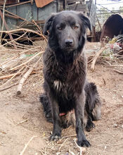 MANU, Hund, Herdenschutzhund-Mix in Griechenland - Bild 2