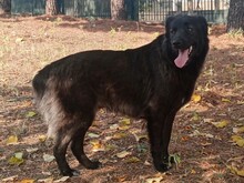 MANU, Hund, Herdenschutzhund-Mix in Griechenland - Bild 3