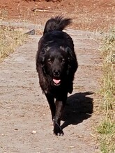 MANU, Hund, Herdenschutzhund-Mix in Griechenland - Bild 4