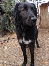 BOUBIS, Hund, Herdenschutzhund-Mix in Griechenland - Bild 2