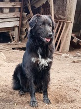 BOUBIS, Hund, Herdenschutzhund-Mix in Griechenland - Bild 3