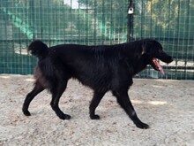 BOUBIS, Hund, Herdenschutzhund-Mix in Griechenland - Bild 4