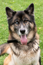 LOKI, Hund, Deutscher Schäferhund-Siberian Husky-Mix in Augsburg - Bild 1