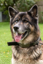 LOKI, Hund, Deutscher Schäferhund-Siberian Husky-Mix in Augsburg - Bild 2