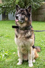 LOKI, Hund, Deutscher Schäferhund-Siberian Husky-Mix in Augsburg - Bild 3