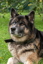 LOKI, Hund, Deutscher Schäferhund-Siberian Husky-Mix in Augsburg - Bild 4