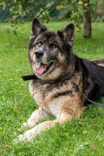 LOKI, Hund, Deutscher Schäferhund-Siberian Husky-Mix in Augsburg - Bild 5