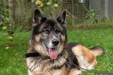 LOKI, Hund, Deutscher Schäferhund-Siberian Husky-Mix in Augsburg - Bild 6