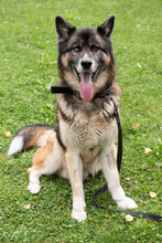 LOKI, Hund, Deutscher Schäferhund-Siberian Husky-Mix in Augsburg - Bild 7