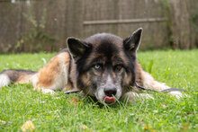 LOKI, Hund, Deutscher Schäferhund-Siberian Husky-Mix in Augsburg - Bild 8