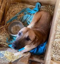 CHARLY, Hund, Mischlingshund in Rumänien - Bild 2