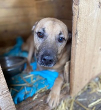 CHARLY, Hund, Mischlingshund in Rumänien - Bild 3