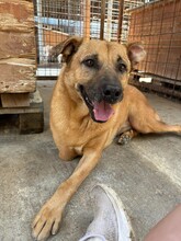 CHARLY, Hund, Mischlingshund in Gladbeck