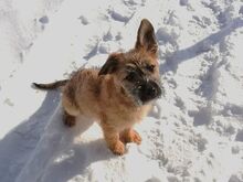 WALLY, Hund, Terrier-Mix in Konolfingen - Bild 1