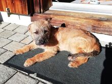 WALLY, Hund, Terrier-Mix in Konolfingen - Bild 10