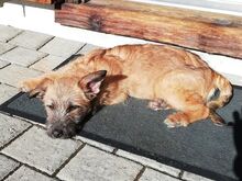 WALLY, Hund, Terrier-Mix in Konolfingen - Bild 11