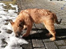 WALLY, Hund, Terrier-Mix in Konolfingen - Bild 12