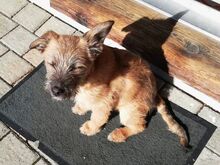 WALLY, Hund, Terrier-Mix in Konolfingen - Bild 13