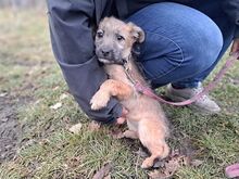 WALLY, Hund, Terrier-Mix in Konolfingen - Bild 14