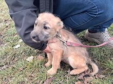 WALLY, Hund, Terrier-Mix in Konolfingen - Bild 15