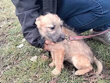 WALLY, Hund, Terrier-Mix in Konolfingen - Bild 16