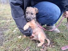 WALLY, Hund, Terrier-Mix in Konolfingen - Bild 17