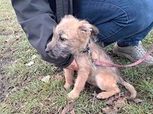 WALLY, Hund, Terrier-Mix in Konolfingen - Bild 18