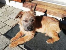 WALLY, Hund, Terrier-Mix in Konolfingen - Bild 2