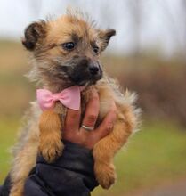 WALLY, Hund, Terrier-Mix in Konolfingen - Bild 20