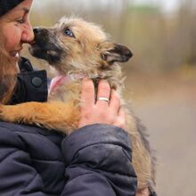 WALLY, Hund, Terrier-Mix in Konolfingen - Bild 21