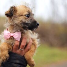 WALLY, Hund, Terrier-Mix in Konolfingen - Bild 23