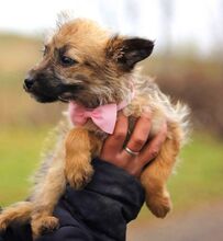 WALLY, Hund, Terrier-Mix in Konolfingen - Bild 24