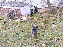 WALLY, Hund, Terrier-Mix in Konolfingen - Bild 26