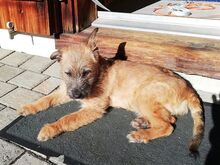 WALLY, Hund, Terrier-Mix in Konolfingen - Bild 3