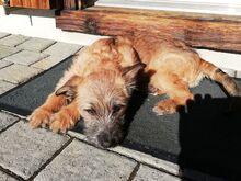 WALLY, Hund, Terrier-Mix in Konolfingen - Bild 4