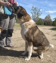 BO, Hund, Mischlingshund in Griechenland - Bild 13