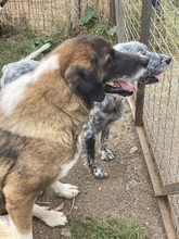 BO, Hund, Mischlingshund in Griechenland - Bild 18