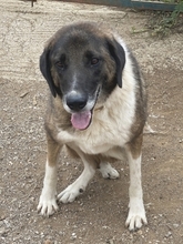 BO, Hund, Mischlingshund in Griechenland - Bild 19