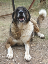 BO, Hund, Mischlingshund in Griechenland - Bild 2