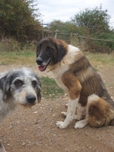 BO, Hund, Mischlingshund in Griechenland - Bild 3