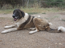 BO, Hund, Mischlingshund in Griechenland - Bild 4